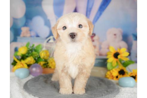 成約済の千葉県のマルプー:マルチーズ×トイプードル-380291の6枚目